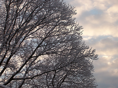 sneh, stromy, oblaky, zimné, Sezóna, za studena, zasnežené