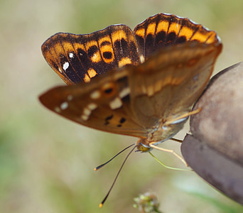 vlinder, minder grote weerschijnvlinder, zomer, Tuin, insect, zelden, sluiten