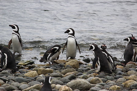 žvejybos, pingvinai, pingvinas, mielas, gyvūnų, Tux, mažai