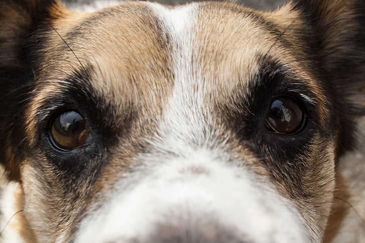 dog, bronze, eyes, friend