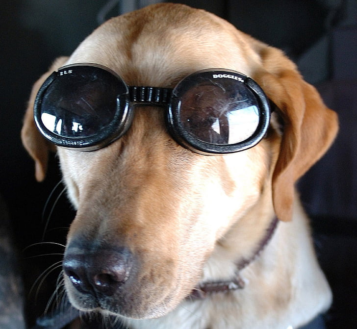 pas, zaštitne naočale, vojne, rad, usluga, naočale, obučeni