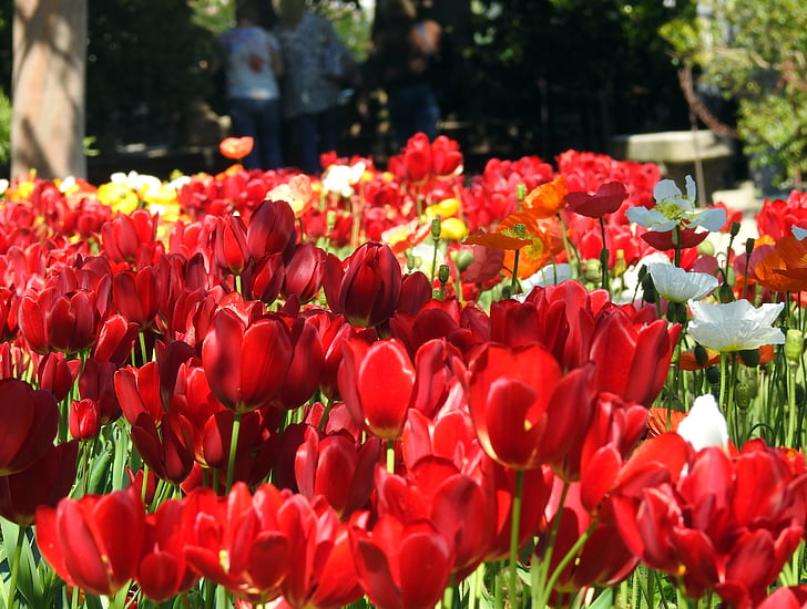 flores, Rossi, tulipanes