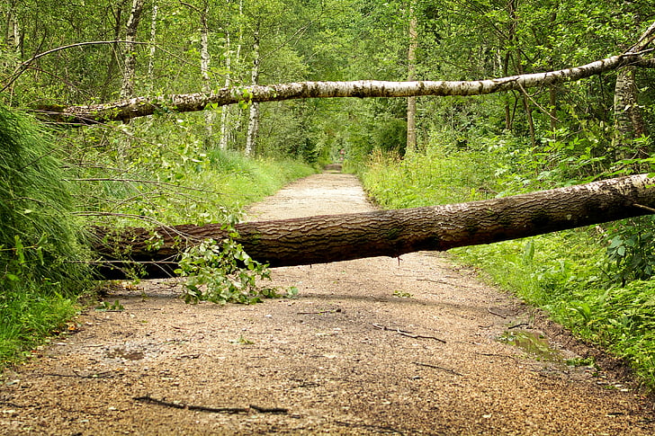 storm, storm damage, trees, forest, nature, fracture, canceled