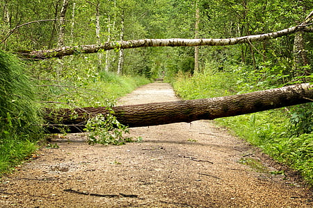 storm, storm damage, trees, forest, nature, fracture, canceled