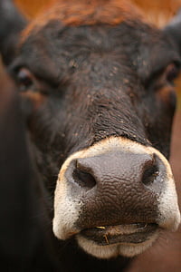 vaca, cara, granja, nariz, cerrar, macro, animal
