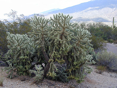 Cylindropuntia bigelovii, Cholla, grote de oso, Golden spined jumping cholla, Teddybeer cactus, Teddybeer cholla Vella de coyote, Cactus