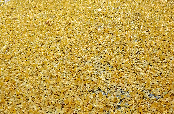 geltona, rudenį, lapų, lapija