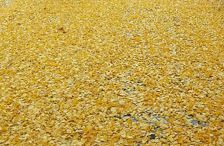 žuta, jesen, list, lišće