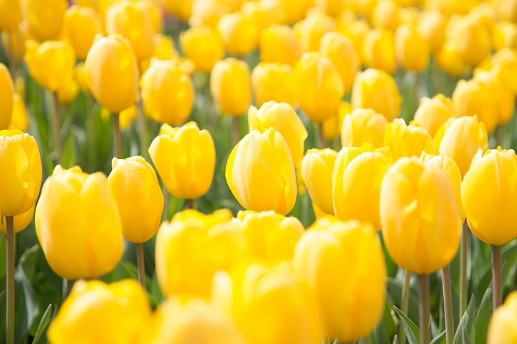 jar, kvety, Tulip, žltá