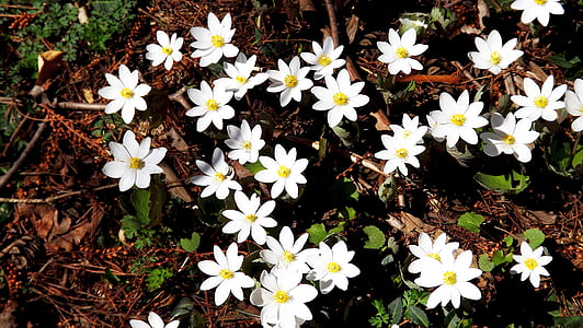 blommor, anemoner, vit, skogen, våren, vegetation, naturen