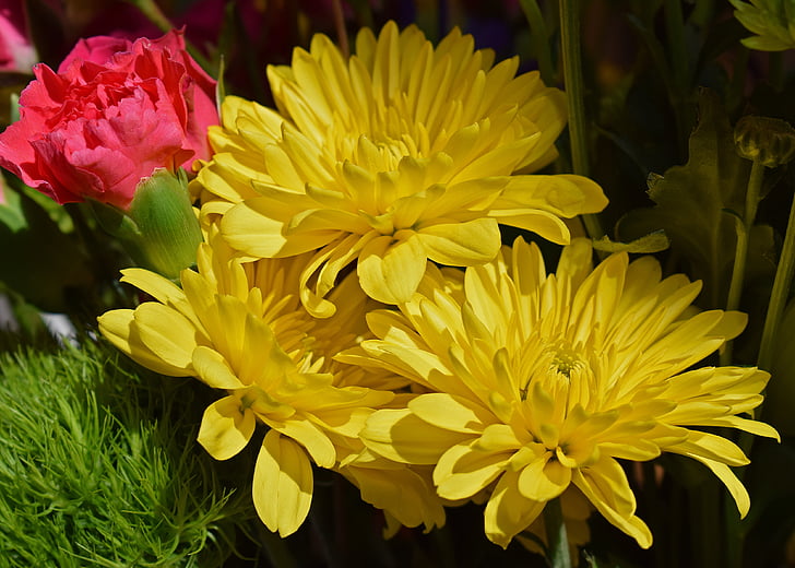 κίτρινα χρυσάνθεμα, Γαρύφαλλο, άνθος, άνθιση, λουλούδι, φυτό, μπουκέτο