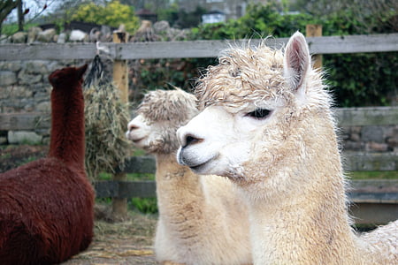 animals, llama, mammal, nature, alpaca, farm, wildlife