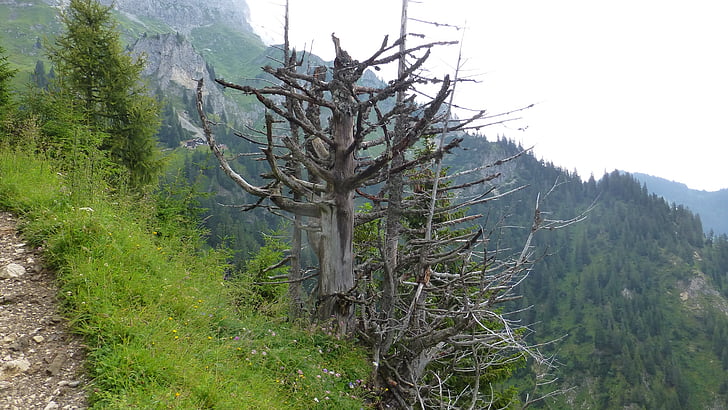 Tirol, Tannheimertal, fenyő otthon a kunyhó, hegyek, kiszáradt fa