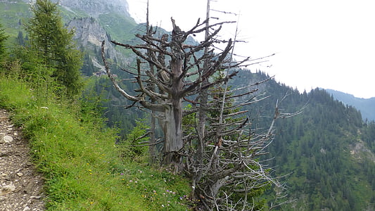 Tirolis, tannheimertal, Eglė namų yra namelis, kalnai, negyvas medis