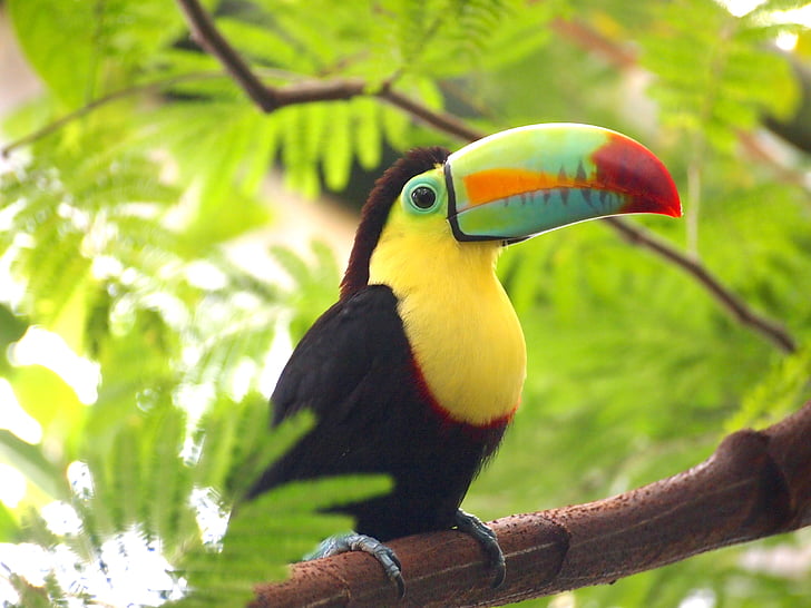 Tukan, pták, Příroda, zvíře, barevné, exotické, Tropical