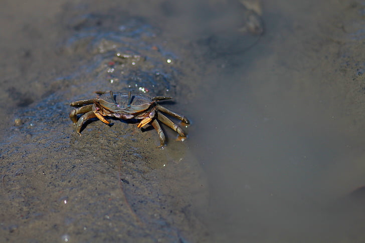 crabe, Taiwan, animal, nature, plage, crabes violonistes
