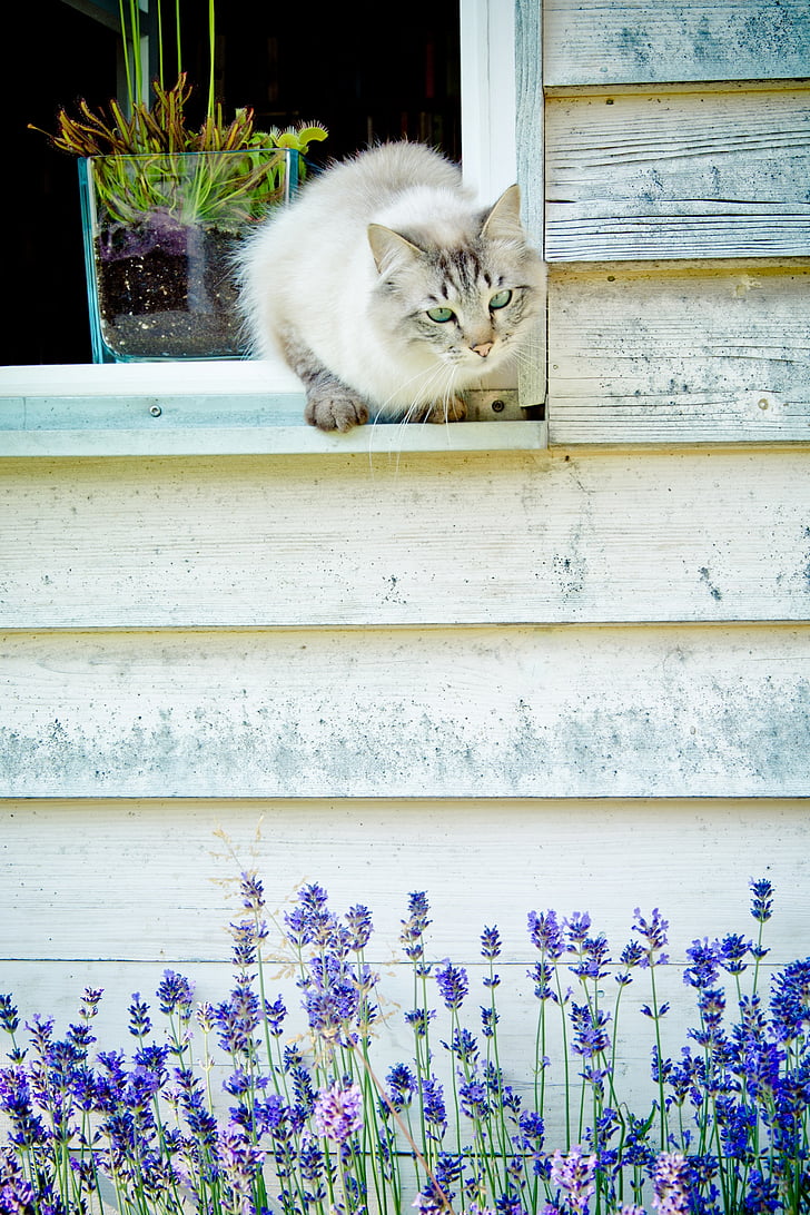 cat, window, hauswand, lavender, summer, wooden wall, wooden windows