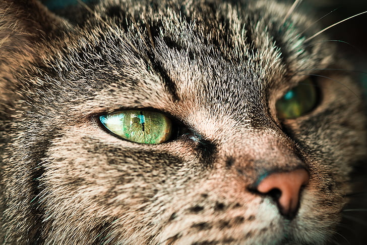 katten, dyr, kjæledyr, innenlands cat, katt øyne, Adidas, katten ansikt