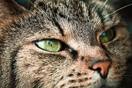 gato, animal, animal de estimação, gato doméstico, olhos de gato, Adidas, cara de gato