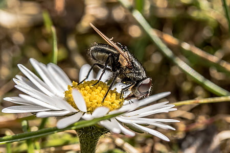 bluebottle, calliphoridae, fly, brachycera, insect, hair, on daisy sitting