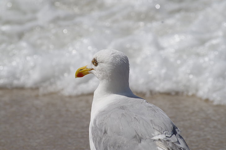 seagull, beach, north sea, sea, bird