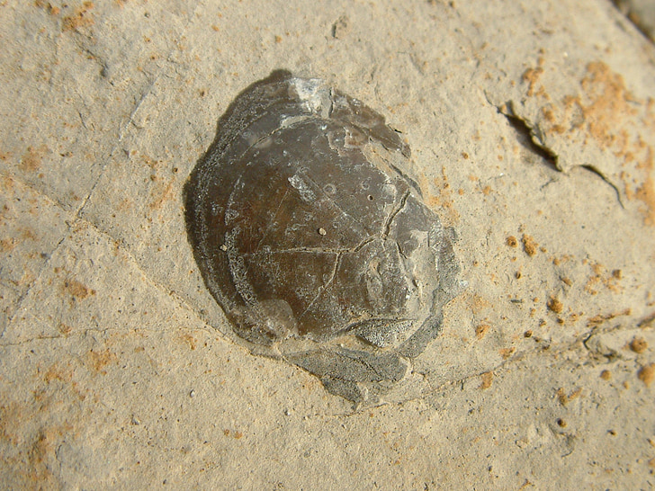 Shell, mönster, fossila, sten, Rock, utdöda, naturen
