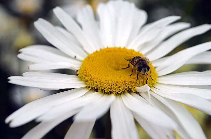 Bee, blomma, säsonger, sommar, våren, djur, insekter
