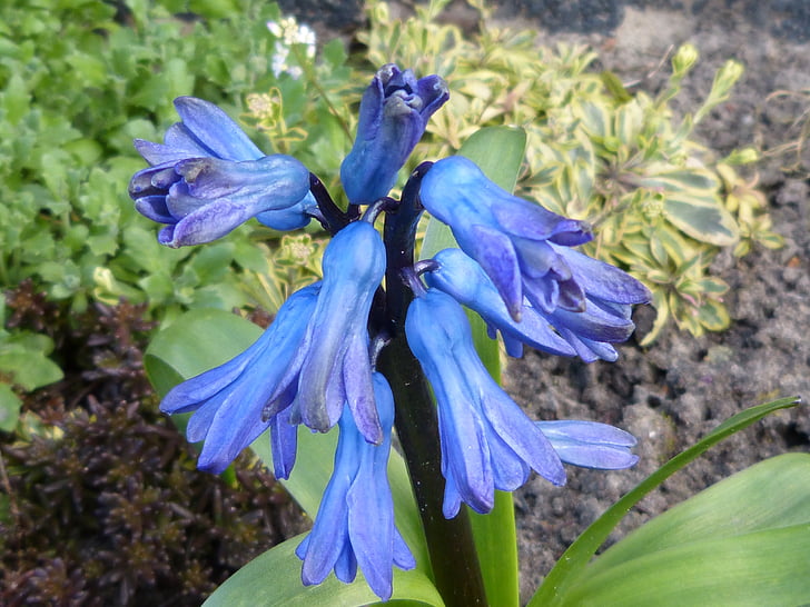 květ, Bloom, modrá, květ, jaro, makro, Příroda