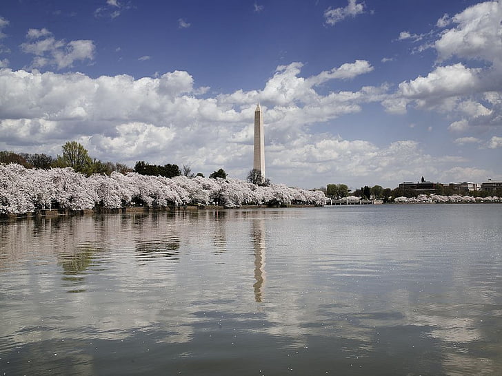 Washingtonův monument, třešně, květy, voda, reflexe, bazén, jaro