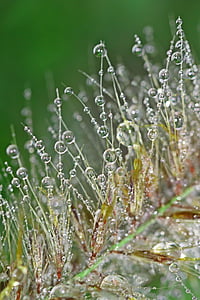 dewdrop, dew, beaded, drop of water, morgentau, drip, plant