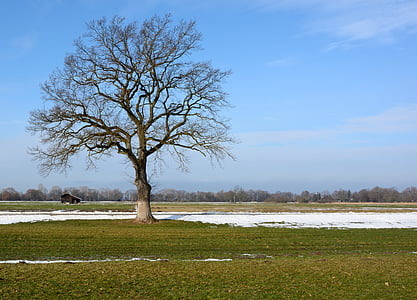 puu, yksilöllisesti, oksat, esteettinen, siluetti luonto, mieliala, talvi