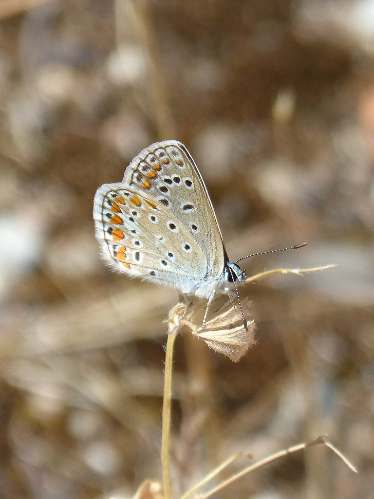 Polyommatus icarus, maiposa bleu, blaveta commune, beauté, insecte, nature, papillon - insecte