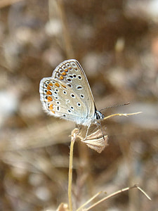 Polyommatus icarus, maiposa blau, Blaveta municipi, bellesa, insecte, natura, papallona - insecte