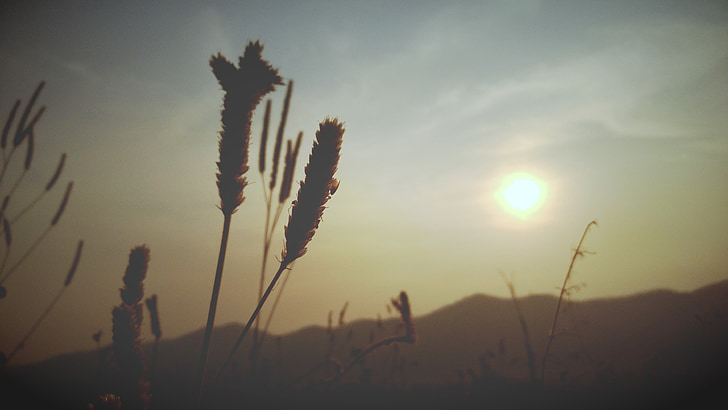 trigo, silueta, puesta de sol, hierba de flores, cielo, hijo de Mae hong, naturaleza