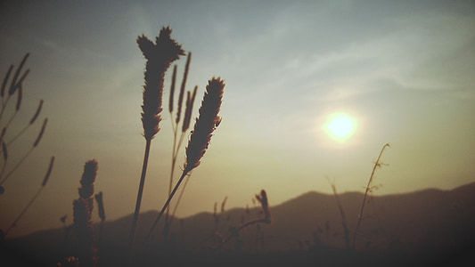 gandum, siluet, matahari terbenam, rumput berbunga, langit, Mae hong son, alam