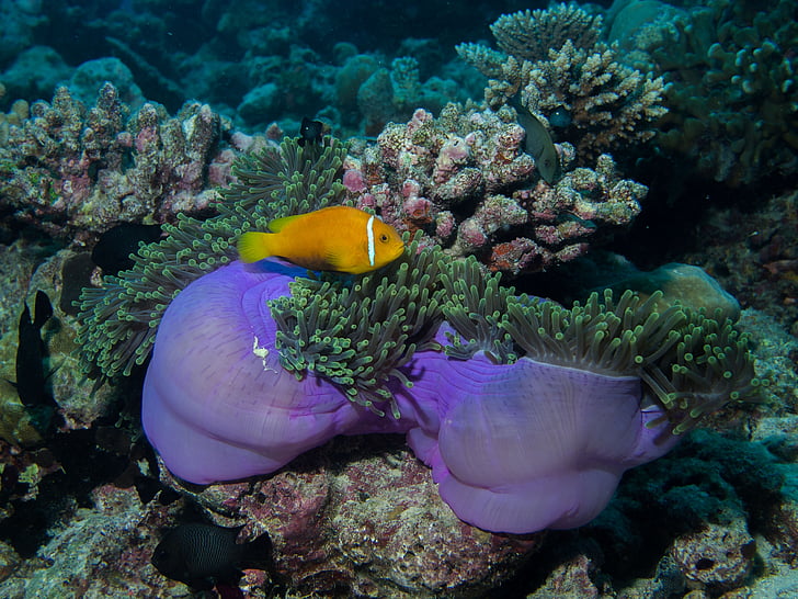 underwater, diving, anemone, reef, sea, anemone fish, maldives