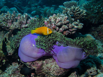 Unterwasser, Tauchen, Anemone, Riff, Meer, Anemonenfisch, Malediven