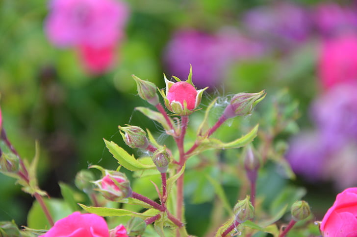 ดอกตูมของกุหลาบ, rosebush, สีชมพู, ธรรมชาติ, สวน, บุช, ดอกไม้ดอกเล็ก ๆ