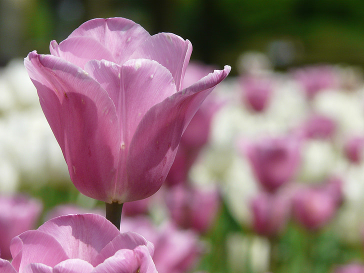 természet, virág, tavaszi, növény, zár, tulipán, rózsaszín
