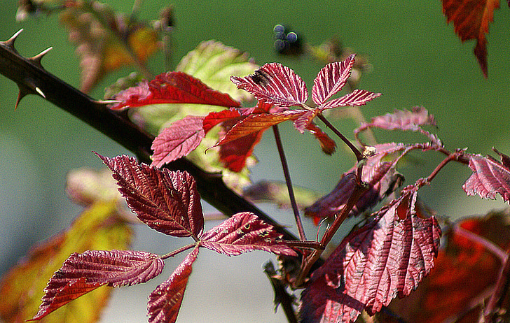 dedaunan, musim gugur, warna, merah, perubahan warna, batang, paku