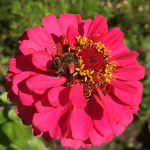 zinnia, bee, honeybee, pollination, wildlife, pollen, flower
