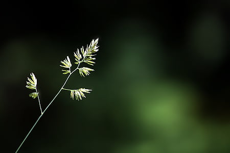 blade of grass, plant, individually, seeds, nature, close, alone