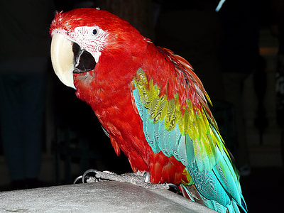 papegøye, fuglen, dyr, fargerike, fjærdrakt, våren, farge