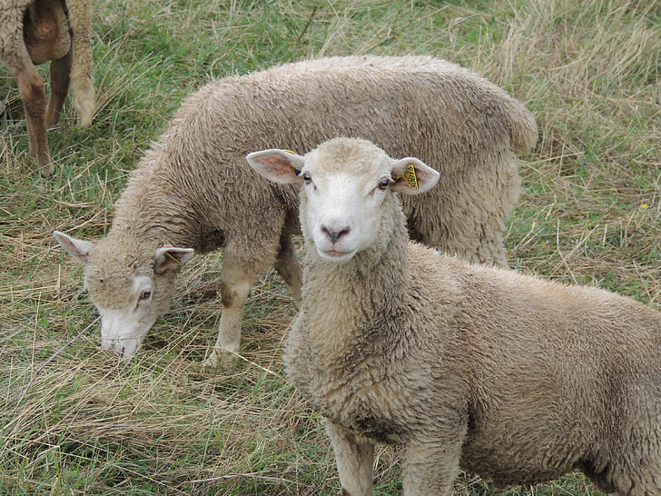 Schafe, Tiere, in der Nähe, Tier, Natur, Wolle, Feld