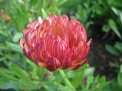 marigold, plant, one-year, green, red, autumn, garden