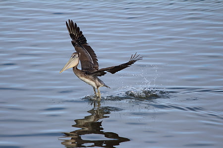 pelican, bird, brown, waterbird, shorebird, california, sea