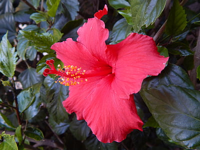 flower, hibiscus, red, green, blossom, blooming, plant