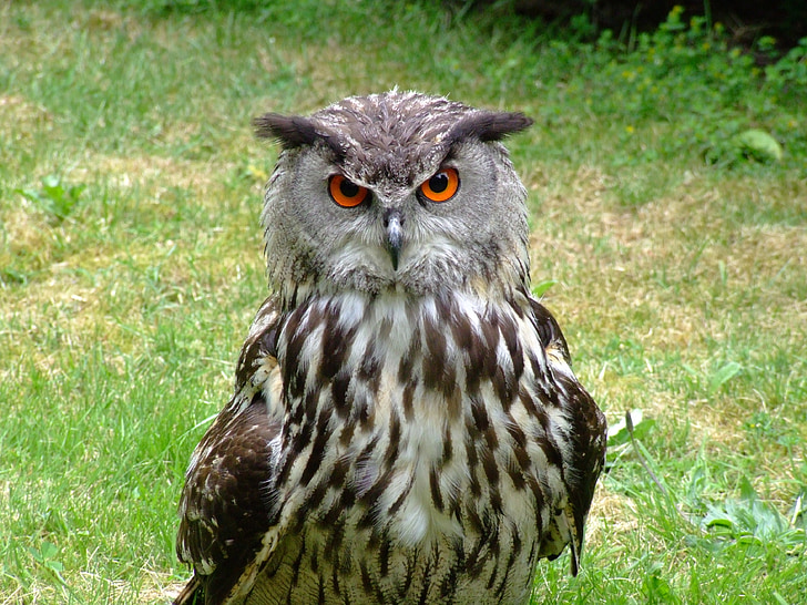 eurasian eagle owl, point to, owl, sharp look, bird, animal, bird of Prey