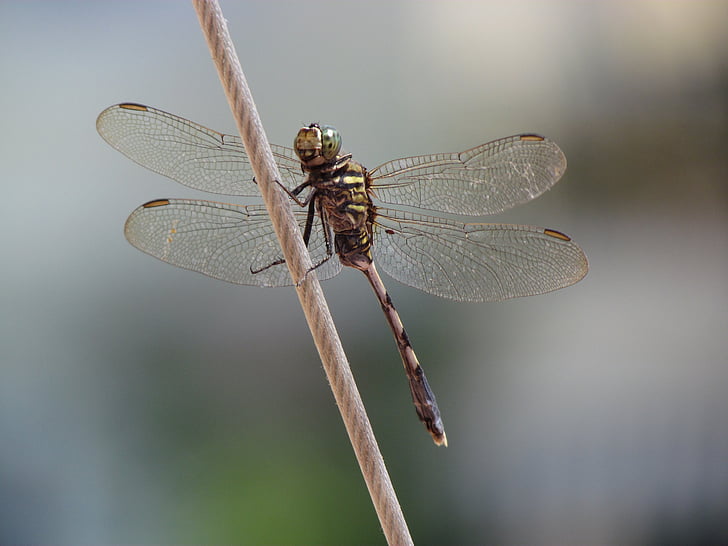 Dragonfly, erilist, Laskmine