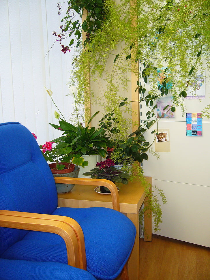 waiting area, blue chair, indoor plants, furniture, chair, indoors, no People